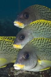 Blackspotted sweetlips. Sharks bay.
D200,60mm. by Derek Haslam 